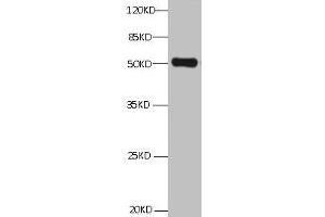 All Lanes:Mouse anti ANXA2 Monoclonal antibody at 1 μg/mL lane 1:HepG2 whole cell lysate Secondary Goat polyclonal to Mouse IgG at 1/5000 dilution Predicted band size:39,41kd Observed band size:50KD (Annexin A2 anticorps)