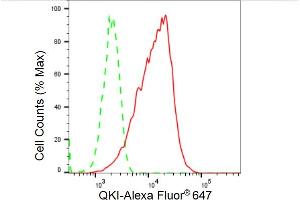 Flow cytometric analysis of QKI expression in C2C12 cells using QKI antibody (ABIN7800036), 1:2,000). (Recombinant QKI anticorps)