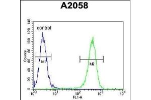 GFPT2 Antibody (Center) (ABIN653230 and ABIN2842763) flow cytometric analysis of  cells (right histogram) compared to a negative control cell (left histogram). (GFPT2 anticorps  (AA 175-201))
