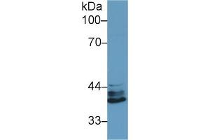 Detection of IRF1 in Human Jurkat cell lysate using Polyclonal Antibody to Interferon Regulatory Factor 1 (IRF1) (IRF1 anticorps  (AA 44-319))