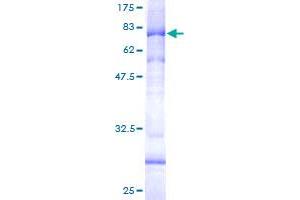 Image no. 1 for Adaptor-Related Protein Complex 4, mu 1 Subunit (Ap4m1) (AA 1-453) protein (GST tag) (ABIN1345268)