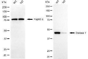 Western blotting analysis using enolase 1 antibody (ABIN7798448).