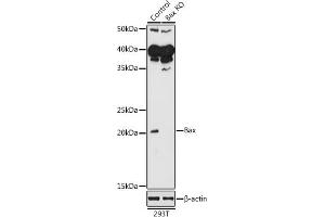 Western blot analysis of extracts of 293T cells, using Bax antibody (ABIN3020682, ABIN3020683, ABIN3020684, ABIN1512622 and ABIN6213665) at 1:1000 dilution. (BAX anticorps  (AA 1-100))