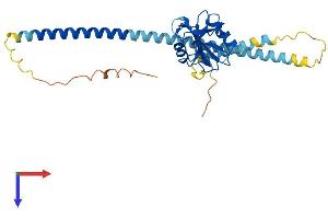 AlphaFold protein structure predicition of Human Recombinant CLEC10A Protein, UniprotID Q8IUN9