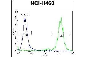 ZSCAN5B Antibody (C-term) (ABIN655366 and ABIN2844923) flow cytometric analysis of NCI- cells (right histogram) compared to a negative control cell (left histogram).