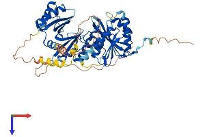 AlphaFold protein structure predicition of Human Recombinant THUMPD3 Protein, UniprotID Q9BV44