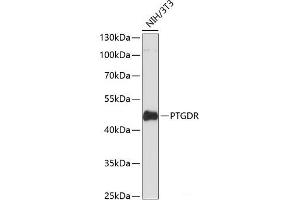 Western blot analysis of extracts of NIH/3T3 cells using PTGDR Polyclonal Antibody at dilution of 1:3000. (PTGDR anticorps)