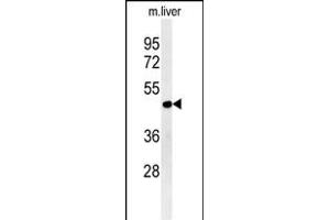 DDI2 Antibody (Center) (ABIN652140 and ABIN2840561) western blot analysis in mouse liver tissue lysates (15 μg/lane).