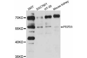 Western blot analysis of extracts of various cell lines, using PDZD3 antibody (ABIN5998488) at 1/1000 dilution. (PDZD3 anticorps)