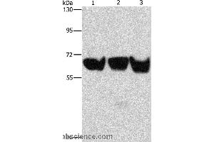 Western blot analysis of 293T, PC3 and hela cell, using ADRA1B Polyclonal Antibody at dilution of 1:500 (ADRA1B anticorps)