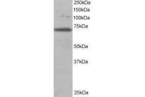 Western Blotting (WB) image for Ran GTPase Activating Protein 1 (RANGAP1) peptide (ABIN368760) (Ran GTPase Activating Protein 1 (RANGAP1) Peptide)