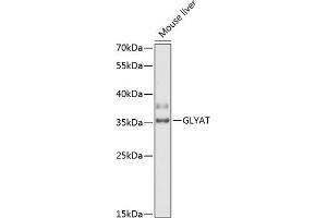 Western blot analysis of extracts of mouse liver, using GLYAT antibody (ABIN6131946, ABIN6141164, ABIN6141166 and ABIN6218343) at 1:3000 dilution. (GLYAT anticorps  (AA 1-163))