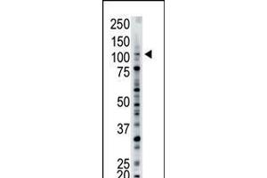 Antibody is used in Western blot to detect USP15 in mouse brain tissue lysate. (USP15 anticorps  (N-Term))