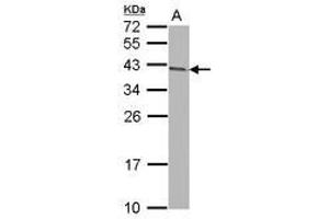 Image no. 2 for anti-Armadillo Repeat Containing 1 (ARMC1) (AA 1-235) antibody (ABIN1496723) (ARMC1 anticorps  (AA 1-235))