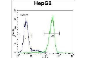 NUDT15 Antibody (C-term) (ABIN654983 and ABIN2844623) flow cytometric analysis of HepG2 cells (right histogram) compared to a negative control cell (left histogram). (NUDT15 anticorps  (C-Term))