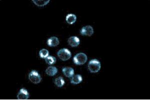 Immunoflouresence staining of HeLa cells. (p230 Trans Golgi (AA 2063-2179) anticorps)