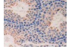 IHC-P analysis of Mouse Testis Tissue, with DAB staining. (DDT anticorps  (AA 2-118))