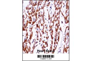 TMM85 Antibody immunohistochemistry analysis in formalin fixed and paraffin embedded human heart tissue followed by peroxidase conjugation of the secondary antibody and DAB staining. (EMC4 anticorps  (N-Term))
