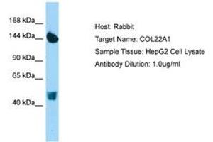 Image no. 1 for anti-Collagen, Type XXII, alpha 1 (COL22A1) (AA 254-303) antibody (ABIN6750171)