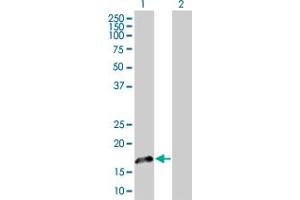 Western Blot analysis of FGF1 expression in transfected 293T cell line by FGF1 MaxPab polyclonal antibody. (FGF1 anticorps  (AA 1-155))