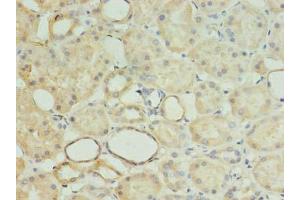Immunohistochemistry of paraffin-embedded human kidney tissue using ABIN7142361 at dilution of 1:100