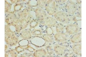 Immunohistochemistry of paraffin-embedded human kidney tissue using ABIN7142361 at dilution of 1:100 (MRPL18 anticorps  (AA 14-180))
