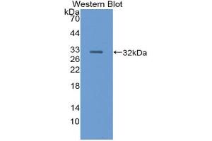 Western blot analysis of the recombinant protein. (PNLIP anticorps  (AA 47-280))