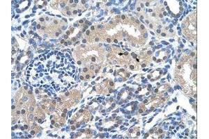 Image no. 1 for anti-FK506 Binding Protein 6, 36kDa (FKBP6) (AA 151-200) antibody (ABIN203477)