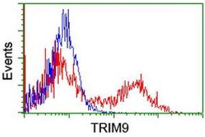 Image no. 3 for anti-Tripartite Motif Containing 9 (TRIM9) (AA 284-669) antibody (ABIN1491328) (TRIM9 anticorps  (AA 284-669))