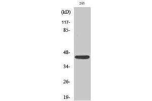 Western Blotting (WB) image for anti-Natural Cytotoxicity Triggering Receptor 1 (NCR1) (Internal Region) antibody (ABIN3185915) (NCR1 anticorps  (Internal Region))
