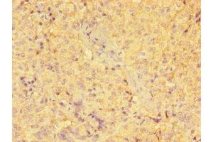 Immunohistochemistry of paraffin-embedded human adrenal gland tissue using ABIN7154103 at dilution of 1:100 (GSTM1 anticorps  (AA 24-156))