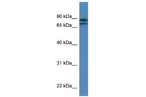 Western Blot showing KLHL22 antibody used at a concentration of 1-2 ug/ml to detect its target protein.