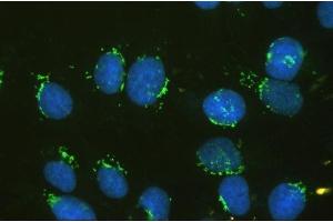 IF analysis of GM130 using anti-GM130 antibody (ABIN6719433).