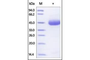 Human TRAIL R2, Fc Tag on SDS-PAGE under reducing (R) condition. (TNFRSF10B Protein (AA 56-182) (Fc Tag))