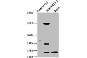Immunoprecipitating HIST1H2AG in 293 whole cell lysate Lane 1: Rabbit control IgG instead of ABIN7139157 in 293 whole cell lysate.