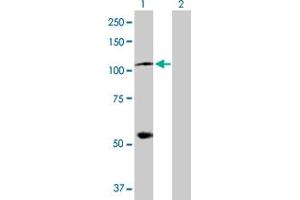 Western Blot analysis of HSPA4 expression in transfected 293T cell line by HSPA4 MaxPab polyclonal antibody. (HSPA4 anticorps  (AA 1-840))