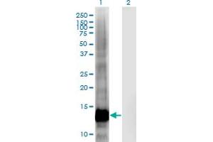 Western Blot analysis of CRIPT expression in transfected 293T cell line by CRIPT monoclonal antibody (M03), clone 4D7. (CRIPT anticorps  (AA 1-101))