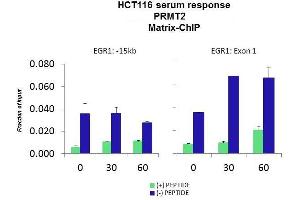 Quiescent human colon carcinoma HCT116 cultures were treated with 10% FBS for three time points (0, 15, 30min) or (0, 30, 60min) were used in Matrix-ChIP and real-time PCR assays at EGR1 gene (Exon1) and 15kb upstream site.