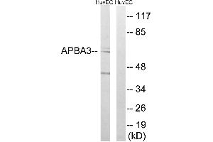 Western blot analysis of extracts from HUVEC cells, using APBA3 antibody.