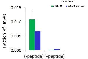 Chromatin Immunoprecipitation (ChIP) Using JMJD5 Antibody - middle region (ARP58120_P050) and HCT116 Cells