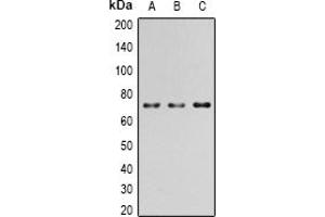 Western blot analysis of PAK4 (pS474) expression in HEK293T EGF-treated (A); Raw264. (PAK4 anticorps  (pSer474))