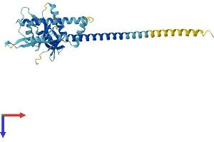 AlphaFold protein structure predicition of Human Recombinant PSMD7 Protein, UniprotID P51665