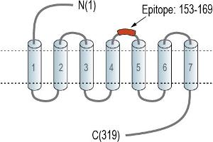 anti-Neuropeptide FF Receptor 2 (NPFF2) (AA 186-199), (Extracellular), (Loop 2) antibody