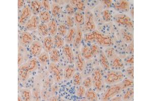 Used in DAB staining on fromalin fixed paraffin- embedded kidney tissue (SP100 anticorps  (AA 116-333))