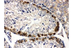 IHC testing of FFPE mouse testis with YB1 antibody. (YBX1 anticorps)