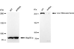 Western blotting analysis using von willebrand factor antibody (ABIN7800846).