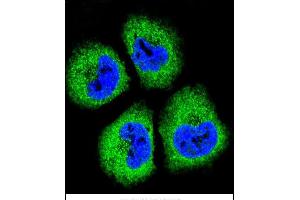 Confocal immunofluorescent analysis of GAS1 Antibody (N-term) (ABIN655812 and ABIN2845237) with NCI- cell followed by Alexa Fluor® 488-conjugated goat anti-rabbit lgG (green). (GAS1 anticorps  (N-Term))