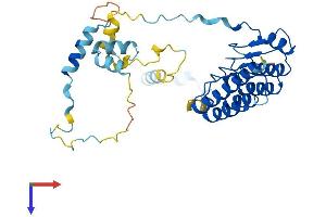 AlphaFold protein structure predicition of Human Recombinant TMOD3 Protein, UniprotID Q9NYL9