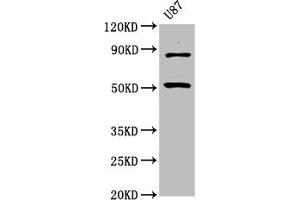 Western Blot Positive WB detected in: U87 whole cell lysate All lanes: BHLHE41 antibody at 6. (BHLHE41 anticorps  (AA 185-285))