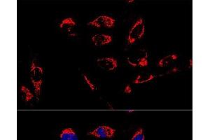 Confocal immunofluorescence analysis of U2OS cells using ATP5A1 Polyclonal Antibody at dilution of 1:100. (ATP5A1 anticorps)